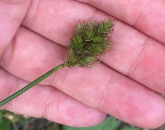 Carex leporina