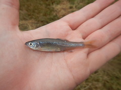 Lythrurus umbratilis