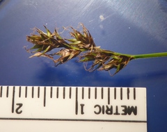Carex arcta