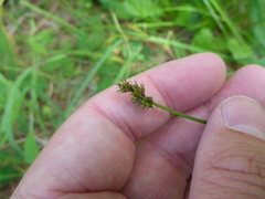 Carex arcta