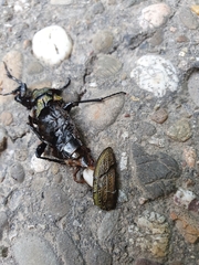 Carabus monilis
