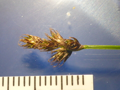 Carex arcta