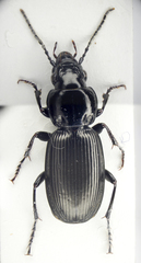 Pterostichus madidus