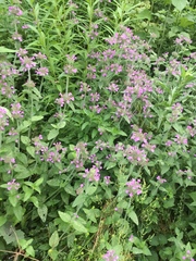 Clinopodium vulgare