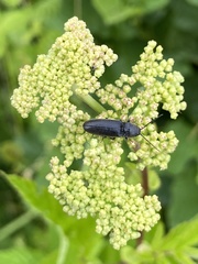 Melanotus castanipes