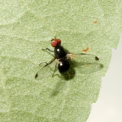 Seioptera vibrans