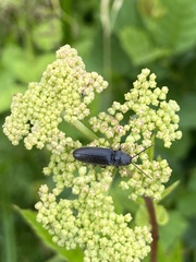 Melanotus castanipes