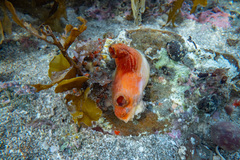 Cnemidocarpa bicornuta