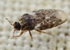 Piesma maculatum