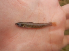 Etheostoma gracile