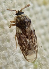 Piesma maculatum