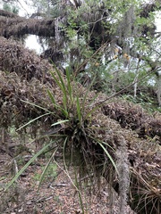 Encyclia tampensis image