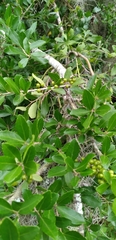 Ilex vomitoria image