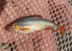 Notropis topeka