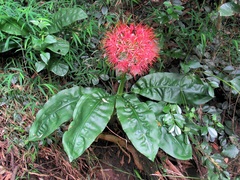 Scadoxus multiflorus katharinae