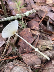 Leucocoprinus fragilissimus image