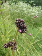 Allium