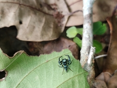 Thiania bhamoensis