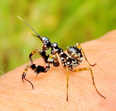 Pseudocreobotra wahlbergi