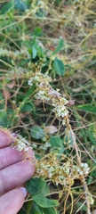Cuscuta campestris