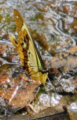 Papilio dardanus cenea