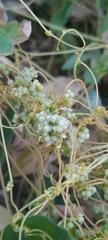 Cuscuta campestris