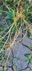 Cuscuta campestris