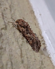 Spodoptera cosmioides