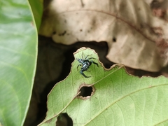 Thiania bhamoensis