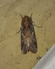 Spodoptera cosmioides