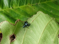 Thiania bhamoensis