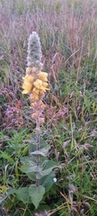 Verbascum