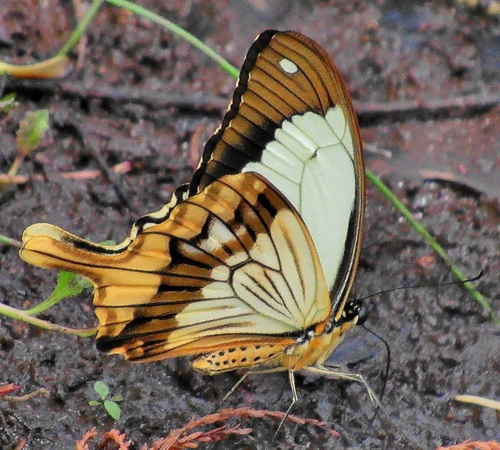 Mocker Swallowtail