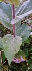Verbascum