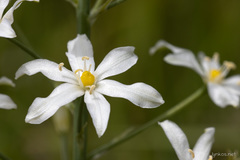 Ornithogalum pyramidale