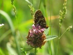 Melitaea diamina
