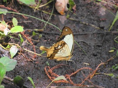Papilio dardanus cenea