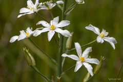 Ornithogalum pyramidale