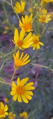 Jacobaea vulgaris