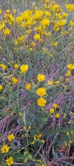 Jacobaea vulgaris