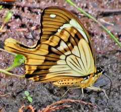 Papilio dardanus cenea