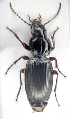 Pterostichus madidus