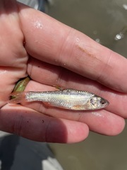 Notropis topeka