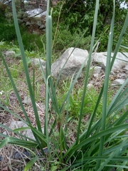 Sprekelia formosissima
