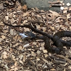 Nerodia sipedon