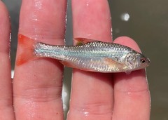 Notropis topeka