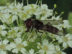 Leucozona laternaria