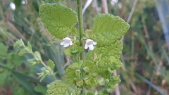 Melissa officinalis altissima
