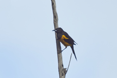 Icterus wagleri