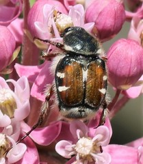 Trichiotinus piger